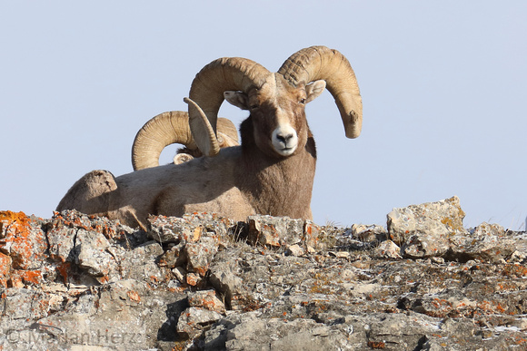 33Yel Bighorn Sheep (7)