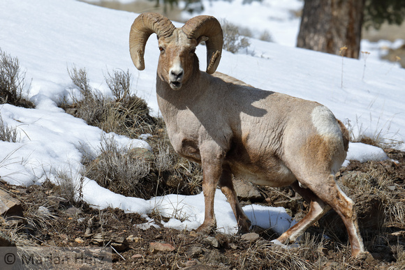 34Yel Bighorn Sheep (14)