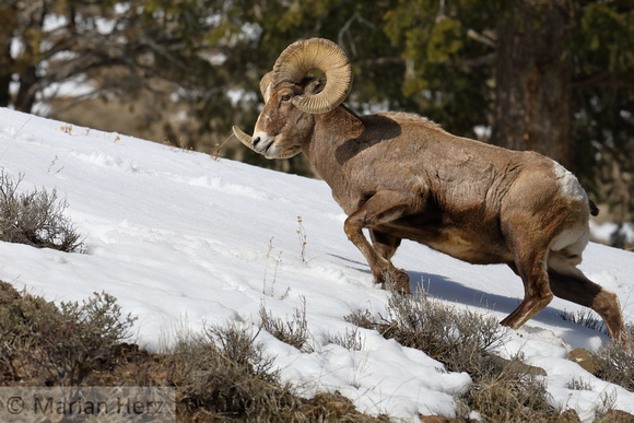 35Yel Bighorn Sheep (26)