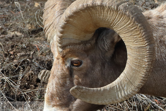 36Yel Bighorn Sheep (13)