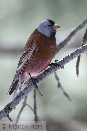 47Yel Gray-crowned Rosy-finch (2)