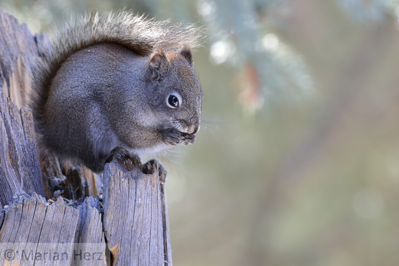 58Yel Red Squirrel (3)