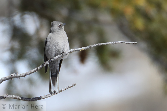 61Yel Townsend's Solitaire (3)