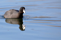 1WP American Coot (2)