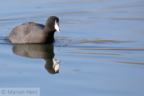 1WP American Coot (2)
