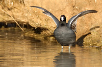 2WP American Coot