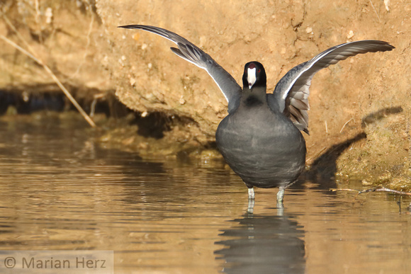 2WP American Coot