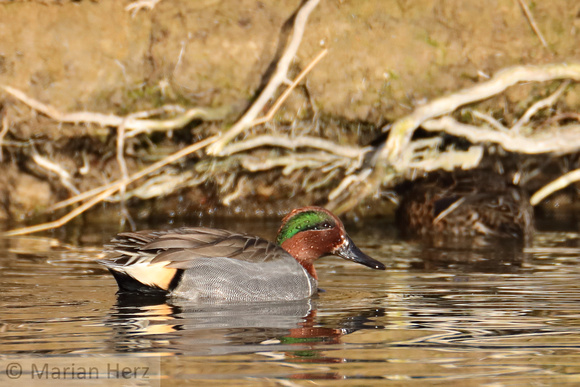 13WP Green-winged Teal (3)