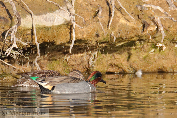 14WP Green-winged Teal (4)