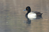 15WPa Lesser Scaup in Morning Mist
