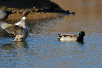 18WP Mallard Ducks