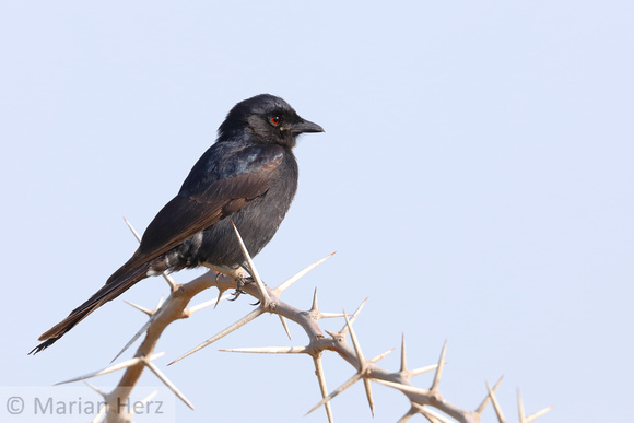 44Mor Fork-tailed Drongo (2)
