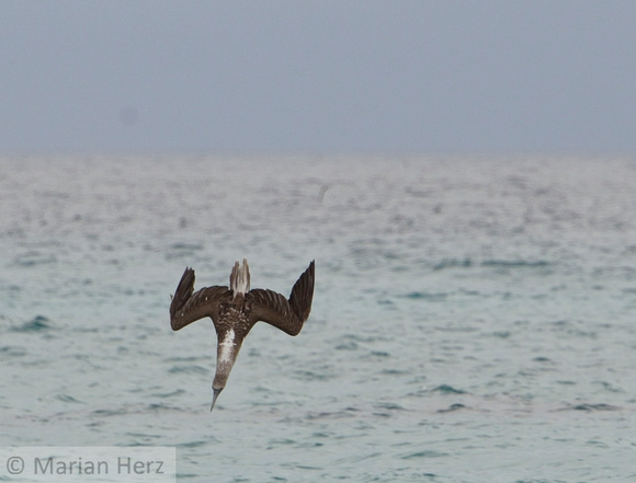 364Flor Blue-Footed Booby