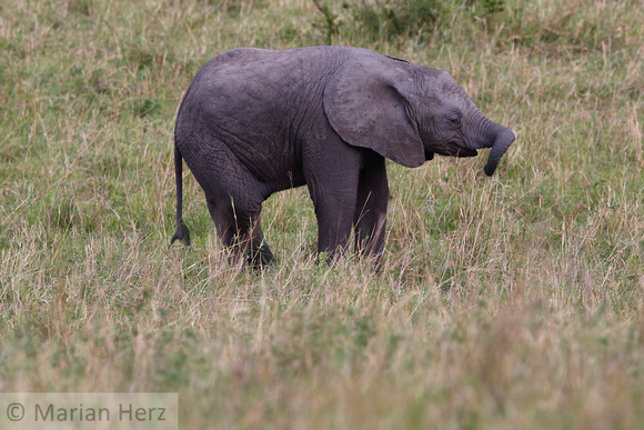 285Ash Baby Elephant