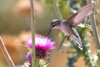3RL Broad-tailed Hummingbird