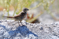 15RL Song Sparrow (1)