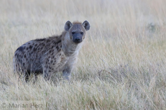 66Mor Spotted Hyena