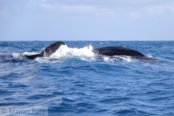 23SB Female Humpback Whale 5B and Calf (3)