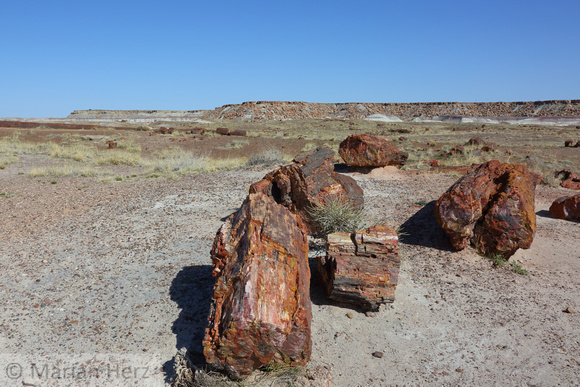 54PF Petrified Forest (15)