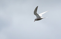 427Whi Common Tern