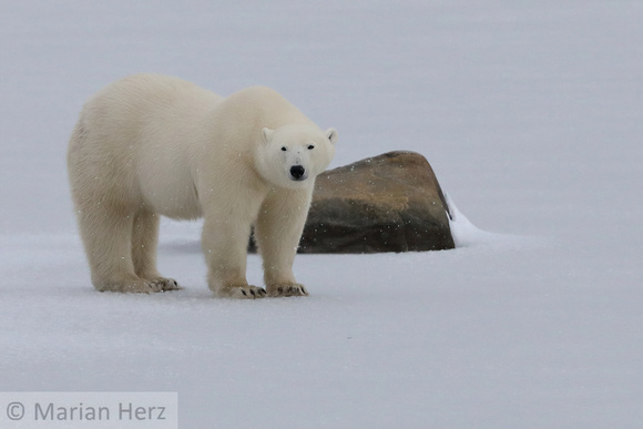 16Ch Polar Bear