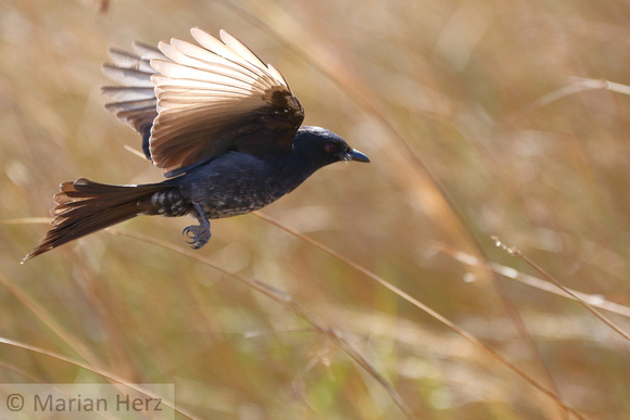 150Khw Forktail Drongo Juv