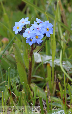 473Whi Forget-me-not