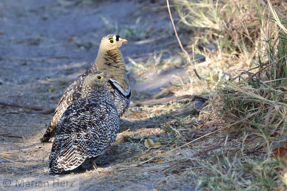 119Khw Double-banded Sandgrouse Pair