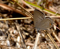 11LP Butterfly