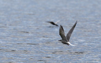 436Whi Common Tern