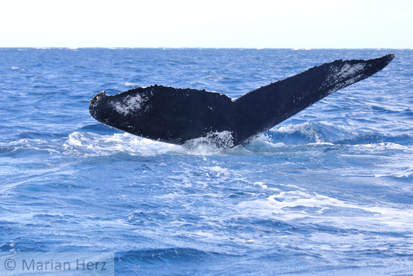 25SB Humpback Whale 5C (1)