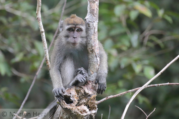 147Suk Long-tailed Macaque