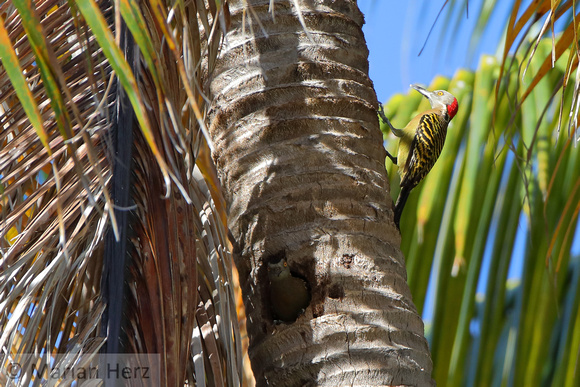 11SB Hispaniolan Woodpecker
