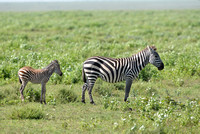 1043Ng Zebra