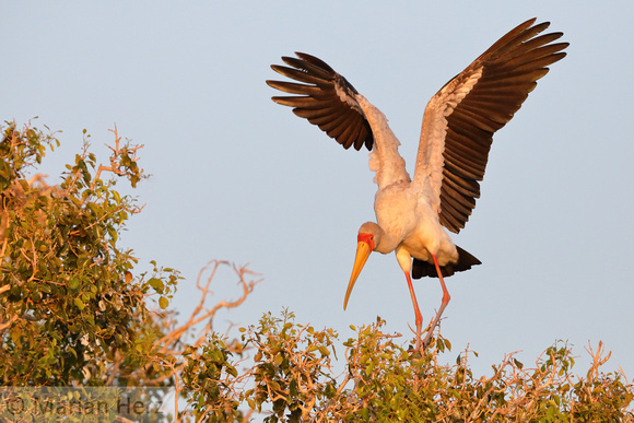 395Cho Yellow-billed Stork (3)