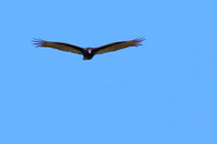 12WL Turkey Vulture (1)