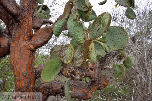 399SC Giant Prickly Pear Cactus