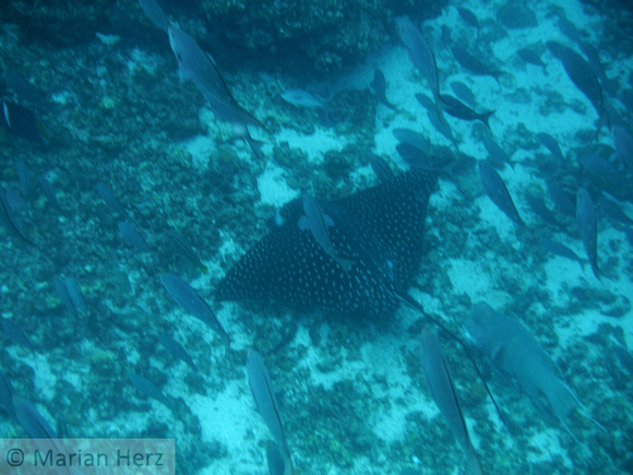 381Flor Spotted Eagle Ray