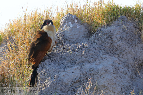 86Mor Coppery-tailed Coucal (3)