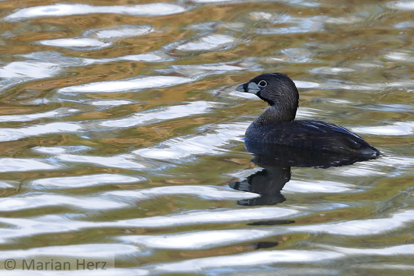 31BS Pied-billed Grebe