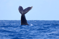 17SB Humpback Whale TailSlapping or Tail Breaching (7)