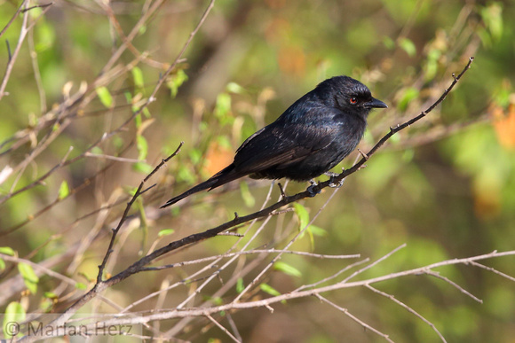 292Ash Fork-tailed Drongo