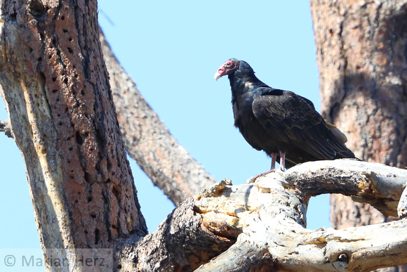 79WL Turkey Vulture (1)