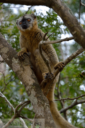 416LIsl Lemur, Red Fronted Brown