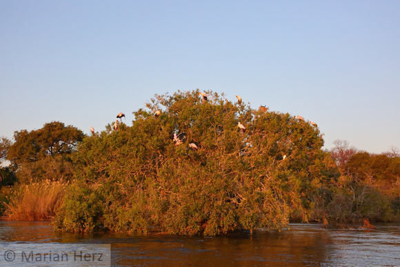 392Cho Yellow-billed Stork Nesting tree