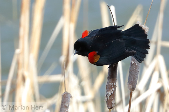 34BS Red-winged Blackbird