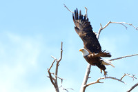 15WL Bald Eagle (7)