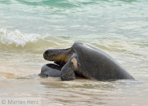 392Flor Green Sea Turtles Mating