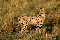 Kenya Masai Mara