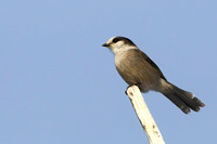 1Ch Grey Jay